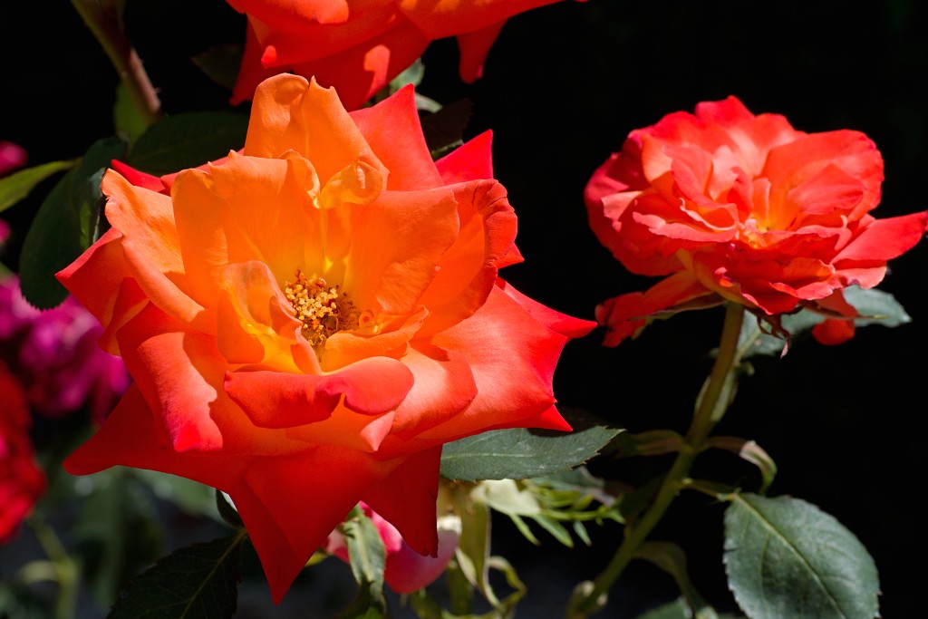 Rozentuin van Coloma